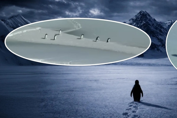 २० वर्ष पुरानो पेन्गुइनको भिडियो भाइरल : ‘निहिलिस्ट’ किन मृत्युतिर हिँड्दैछ!